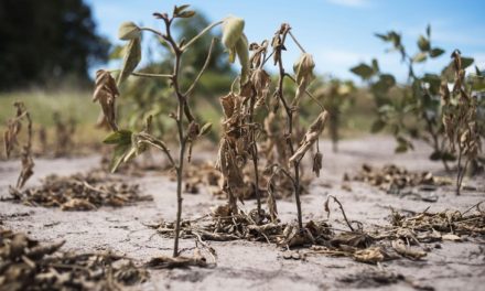 Se avecinan sequías severas a causa del cambio climático