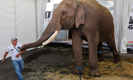 Rescatan a Big Boy, un elefante abandonado por un circo