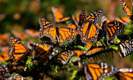 Más de 140 millones de monarcas visitan Michoacán cada año