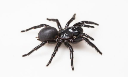 Mortífera araña puede salvarte de un ataque cardiaco.