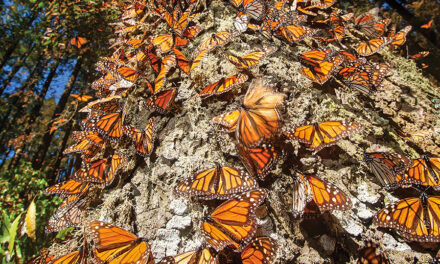 Tesoros alados en Michoacán: Las mariposas monarca y tres santuarios para visitarlas