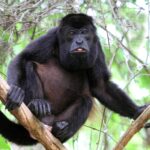El lamento del Mono Aullador: Una Especie en Peligro de Extinción