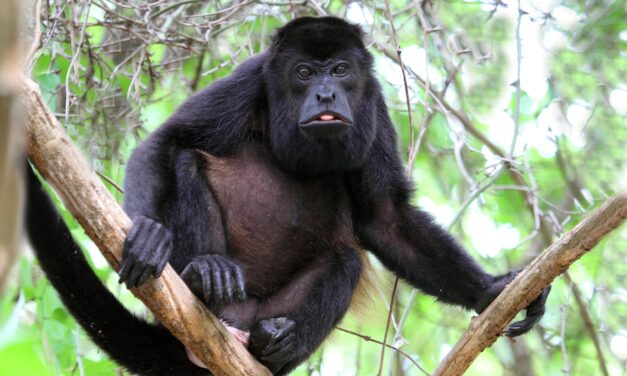 El lamento del Mono Aullador: Una Especie en Peligro de Extinción