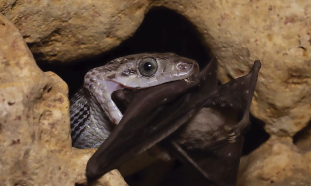 La Increíble (y aterradora) Cueva de las serpientes colgantes en Kantemó